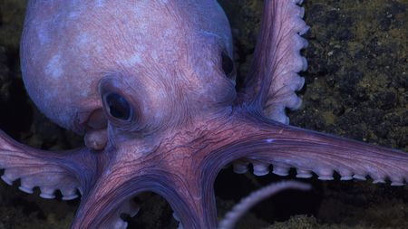 Close up of a Dorado Octopus. (mandatory photo credit: Schmidt Ocean Institute)
