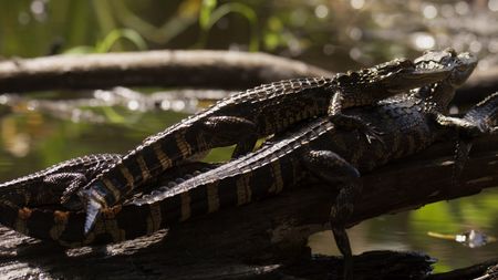 Juvenile alligators in the Everglades pile on top of each other at the edge of their water hole. (credit: National Geographic/Mat Goodman)