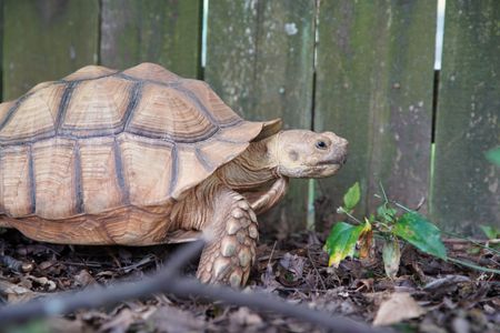 Taft, the tortoise, is doing great at home after seeing Dr. Hodges for a swollen neck and constipation a few months ago. (National Geographic for Disney/Dairal Wilderness)