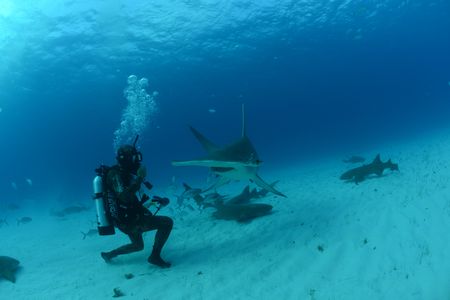 A Hammerhead sharks swims next to diver Matt Smukall. (National Geographic/James Loudon)