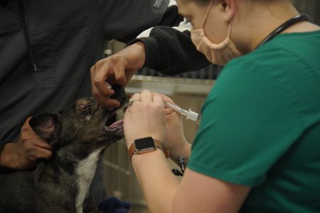 Vet tech, Jordan Howell, intubates Lenny, the dog, for his eye enucleation. (National Geographic for Disney/Sean Grevencamp)