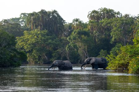 Two forest elephants can be seen making bathing in the waterways of Odzala National Park, Republic of Congo.  (National Geographic for Disney/Fleur Bone)