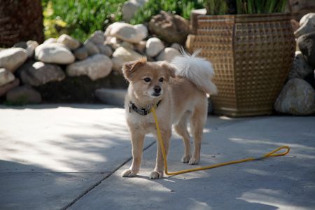 Matisse walking around the Dog Psychology Center. (National Geographic)