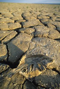 A dead fish on the dried up floor of the Aral Sea. MYSTERIOUS ISLANDS takes viewers on an unforgettable adventure to explore the most extraordinary and enigmatic islands on the planet. (MASSIMO BREGA/EURELIOS/SCIENCE PHOTO LIBRARY)