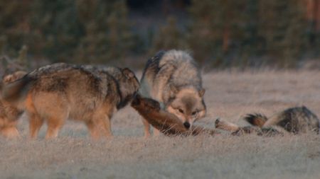 A pack of wolves in Yellowstone National Park feed son an animal carcass. (Landis Wildlife Films/Bob Landis)