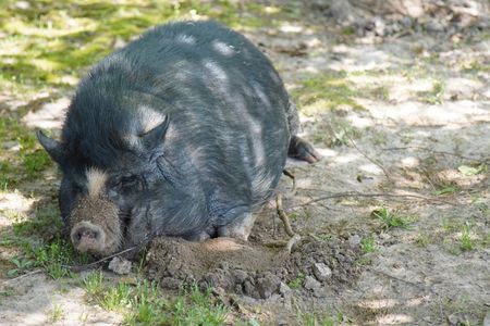 Tina, the Vietnamese Pot-bellied Pig, cools off in the shade and dirt. (National Geographic for Disney/Nicholas Reaves)
