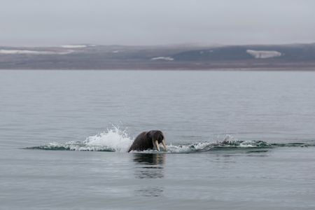 A walrus swims off the Svalbard coast. (National Geographic/Mario Tadinac)