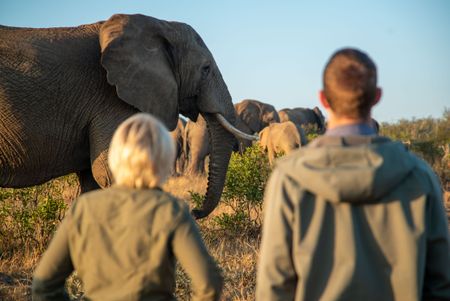 Adine Roode and Giles Clark looks at the adult orphan herd in the wild. (National Geographic/Cherique Pohl)