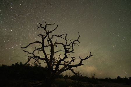 The silhouette of a barren juniper tree under a starry sky.  (National Geographic/Rick Smith)