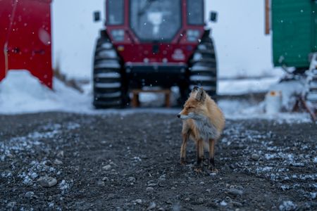 A red fox follows Sue Aikens around her camp. (BBC Studios Reality Productions/Jayce Kolinski)