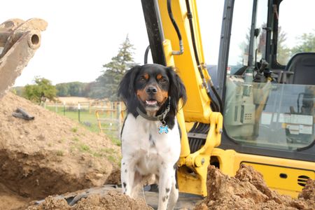 Dax, Ben Reinhold's dog, stands in the dirt pile left over from digging a hole for the Pol family farm's sheep hut. (National Geographic)