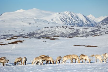 A herd of reindeer feed in the snow covered mountains. (National Geographic for Disney/Holly Harrison)