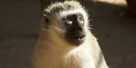 A vervet monkey. (Big Wave Productions)