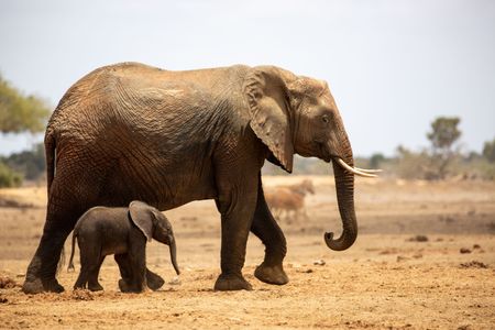 A young elephant calf and his mother walk across the bare ground of Tsavo East. (National Geographic for Disney/Maia Sherwood-Rogers)