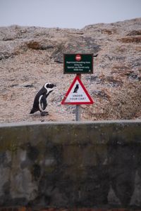 A singular adult African penguin stands nexts to a caution sign for cars to check for penguins under their cars.  (credit: National Geographic/Rob Slater)