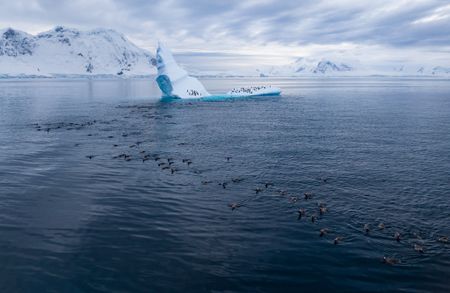 A large group of Gentoo penguins in the water around an iceberg in the middle of the bay, on which a small group of them are standing.  (credit: National Geographic/Bertie Gregory)