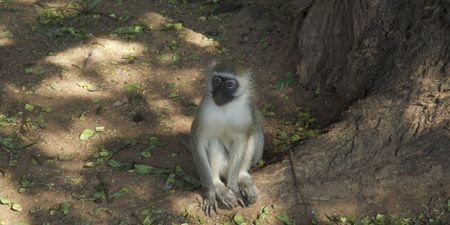 A vervet monkey. (Big Wave Productions)