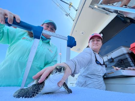 Turtle Researcher Katrina Phillips and Marine Turtle Scientist Dr. Kate Mansfield measure a turtle. (National Geographic for Disney/Ruth Davies)