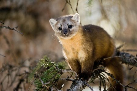 A pine marten perched on a branch.(National Geographic/Thomas Winston)