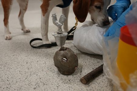 Multiple religious Santeria articles were placed on the ground after K-9 Snoopee alerted to them in a passenger's luggage. in Miami, Fla. (National Geographic)