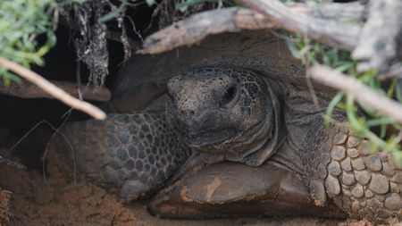 Comfortable in its underground burrow, gopher tortoises evolved in North America millions of years before the Florida panhandle emerged from the sea. (credit: National Geographic/Jeff Reed)