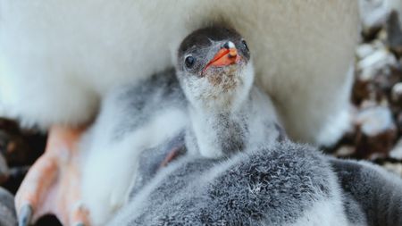 A gentoo penguin chick under adults body in Antarctica. (Getty Images)