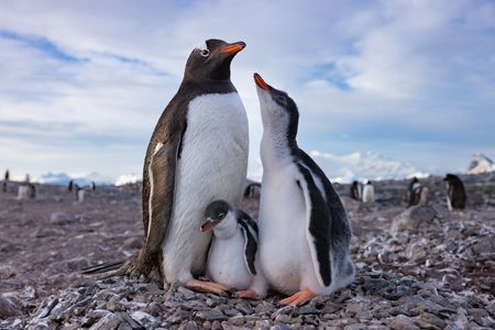 An adult Gentoo penguin standing on its nest with its two young chicks.  (credit: National Geographic/Bertie Gregory)