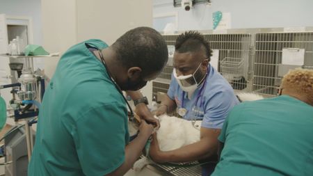 Dr. Hodges and the team work on Koda, the dog, who was brought in as an emergency patient.(National Geographic for Disney)