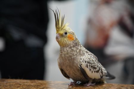 Rae, the cockatiel, might be eggbound, which is a serious situation. (National Geographic for Disney/Felix Rojas)