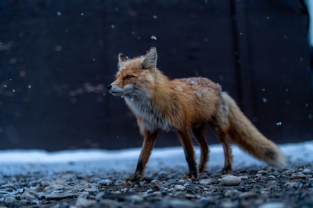 A red fox follows Sue Aikens around her camp. (BBC Studios Reality Productions/Jayce Kolinski)