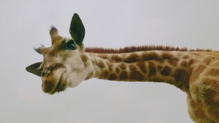 Close Up of a giraffe face and neck leaning over camera. (BBC Motion Gallery - BBC Natural History/BBC Motion Gallery)