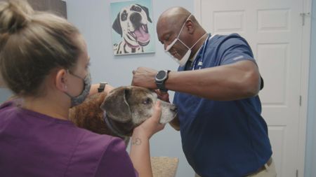 Dr. Ferguson checks Zeke the dog's ears during a physical exam. (National Geographic for Disney)