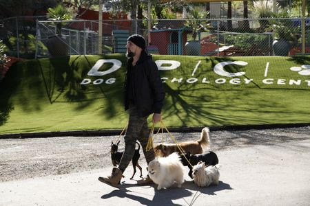 Brandon completes a walking exercise with Alpha and other Dog Psychology Center animals. (National Geographic)