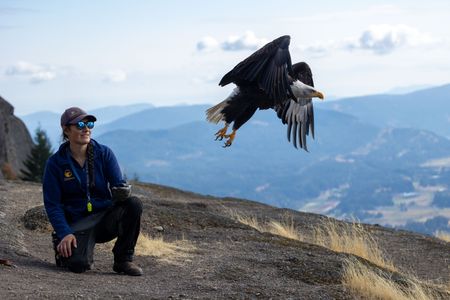 Bird Handler Jessica Baynton works with trained bald eagle 'Hercules.' (National Geographic for Disney/Maia Sherwood-Rogers)