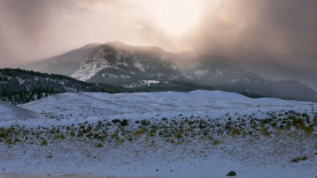 Yellowstone National Park. (Landis Wildlife Films/Bob Landis)