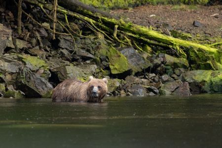 A brown bear fishes in deep river water. (National Geographic for Disney/Rory Dormer)