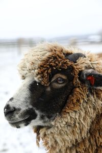 A pregnant merino sheep stands in the Pol family farm's snowy animal pasture. (National Geographic)