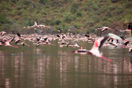 Lesser flamingos take off from Lake Bogoria. (National Geographic for Disney/Sally Thomson)