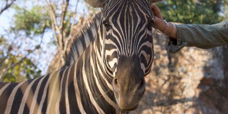 A contributor pets a zebra. (Big Wave Productions)