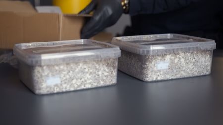 Two containers filled with psilocybin mushrooms were placed on an inspection table after they were found by CBP in a shipment in Newark, N.J. (National Geographic)