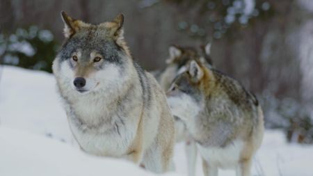 Two wolves stand together in a snowy forest in Norway. (Getty Images)