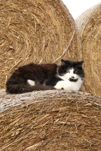 Mr. Hyde, the Pol family's barn cat, resting on a hay bale at the Pol family's farm. (National Geographic)
