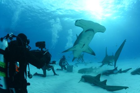 A Hammerhead shark swims over the crew. (National Geographic)