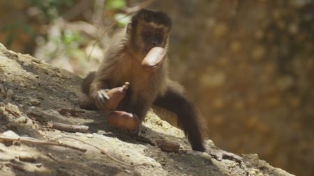 Brown Capuchin with seeds. (BBC Motion Gallery - BBC Natural History/BBC Motion Gallery)