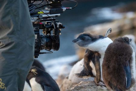 A Southern rockhopper chick makes sure its best side is in the shot. (National Geographic for Disney/Robin Hoskyns)