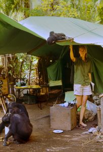 Gombe, Tanzania - "Flint" peeks into a tent at Jane Goodall. The feature documentary JANE will be released in select theaters October 2017. (National Geographic Creative / Hugo van Lawick)