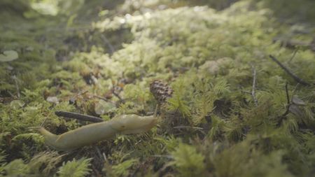 A banana slug travels across the forest floor in the Hoh Rainforest.(credit: National Geographic/Jake Hewitt)