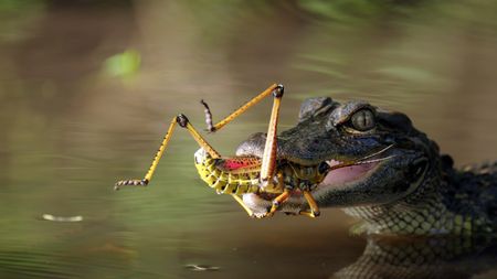 With a fresh catch, a yearling alligator contemplates whether to swallow the poisonous lubber grasshopper. (credit: National Geographic/Jeff Reed)