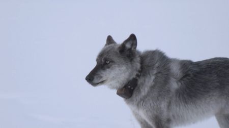 In Yellowstone National Park, wolf 755 is alone after his mate, 0-Six, was killed by a hunter. (Landis Wildlife Films/Bob Landis)