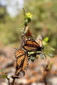 Two monarch butterflies perch on a leaf.